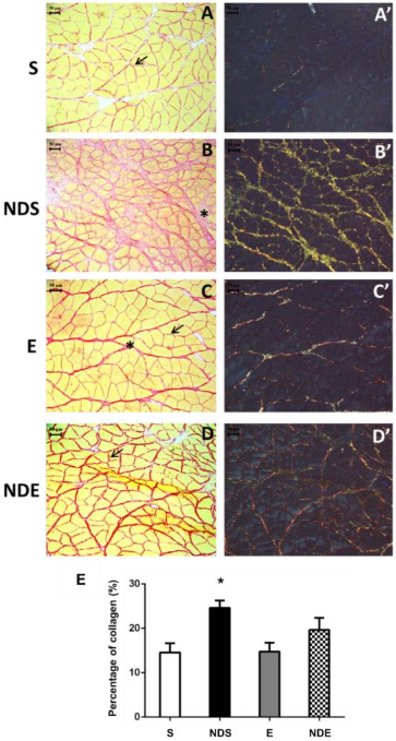 Collagen cross section